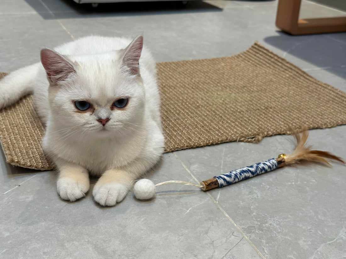 white cat sitting on a sisal mat next to a blue cat toy with feather