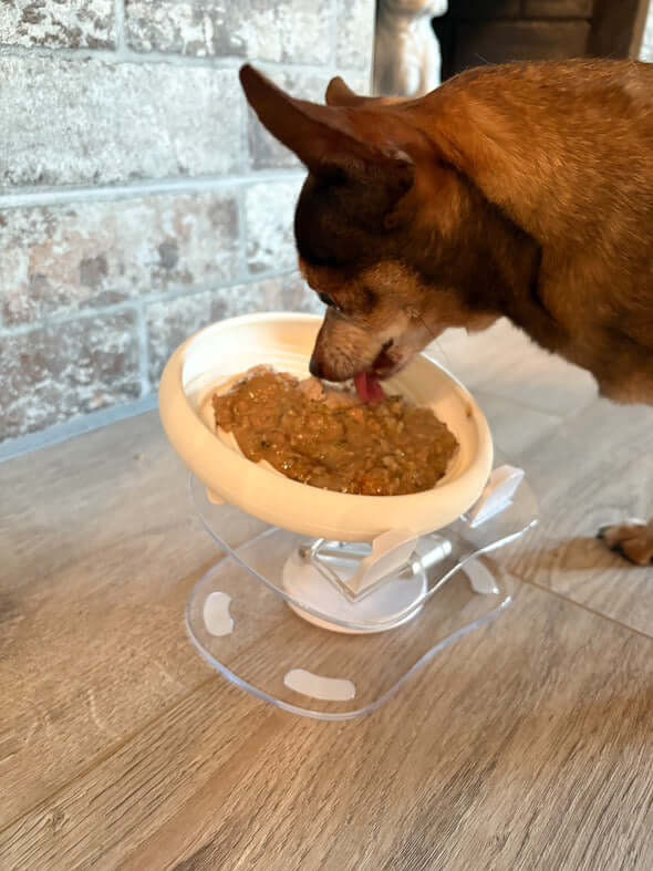 Dog eating from a multi-angle adjustable feeding stand designed for comfort and reduced whisker fatigue.