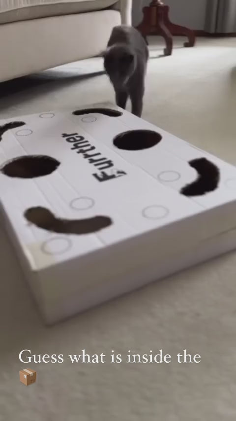 Curious cat exploring a white toy box with holes, inviting interaction and play.