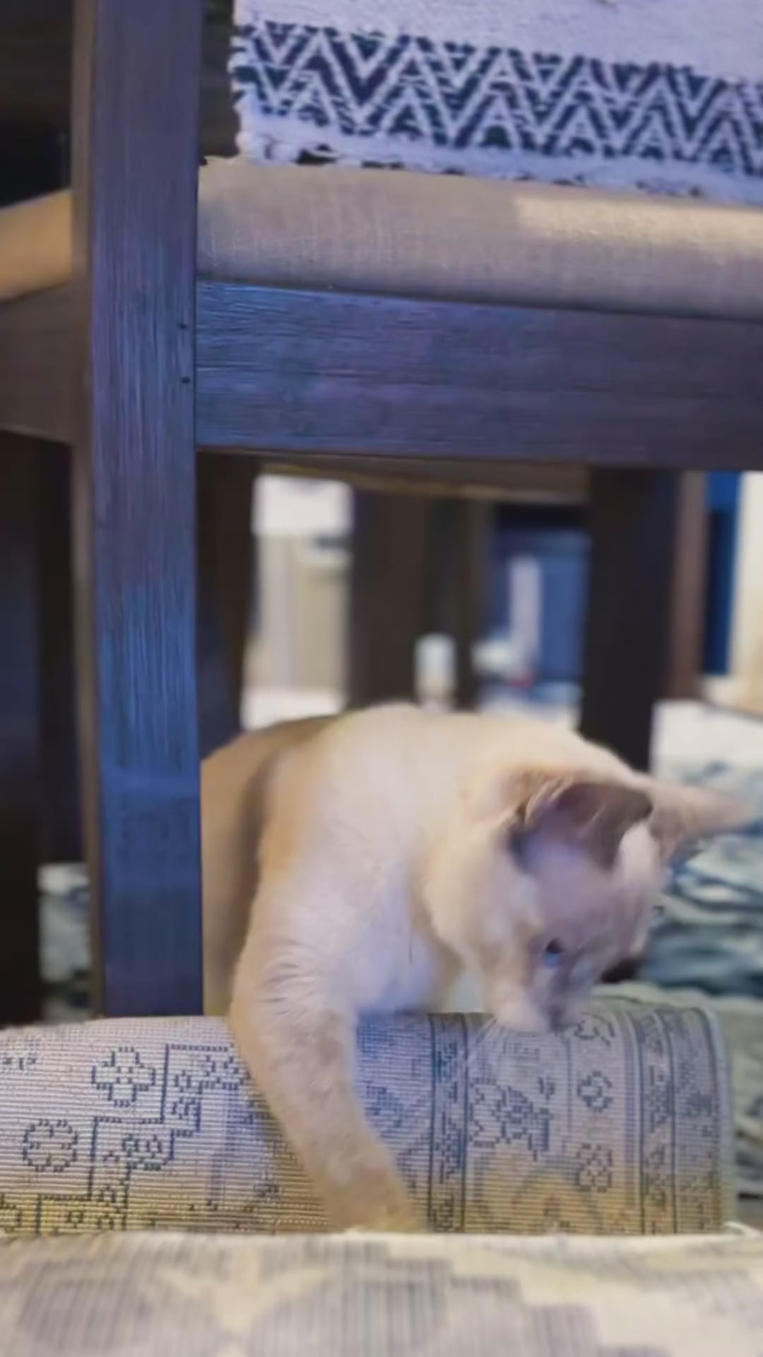 Curious cat exploring a stylish trimmable DIY scratching mat under a dining chair.