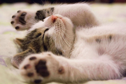 Purr-fect Presents: Unique Gift Ideas for Cat Lovers