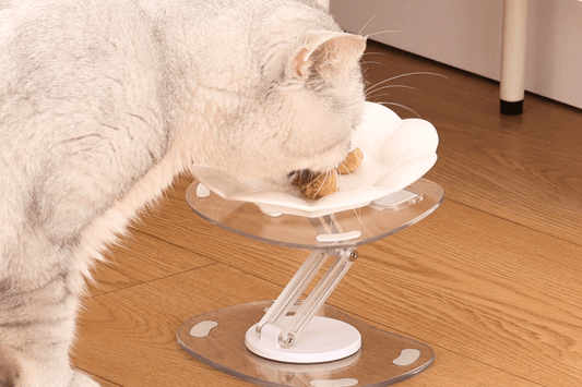 Small Feeding Changes, Big Benefits: Real Comfort for Your Furry Friend