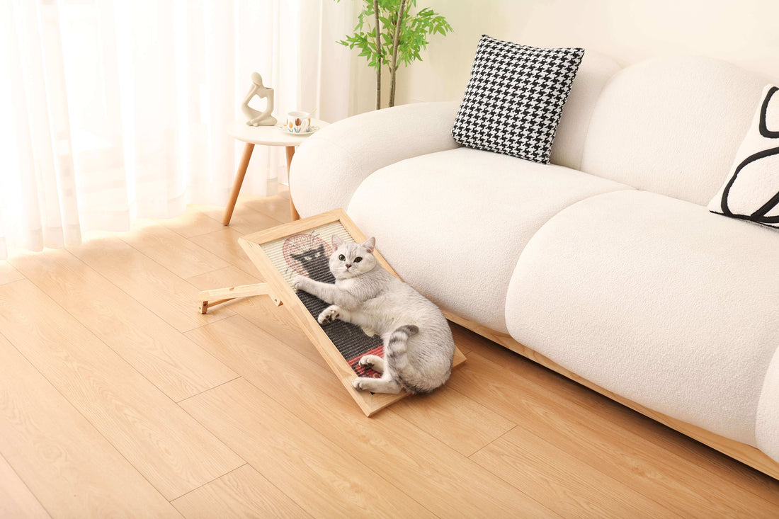Creating a Harmonious Living Space: Balancing Human and Feline Needs