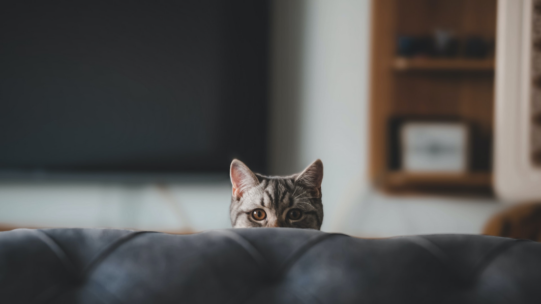cat peeking over from behind the couch 
