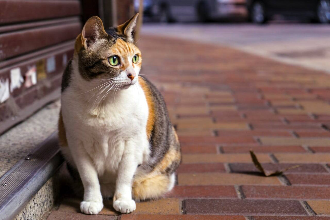 New Year, New Resolution: Are You Ready to Welcome a Feline Friend?