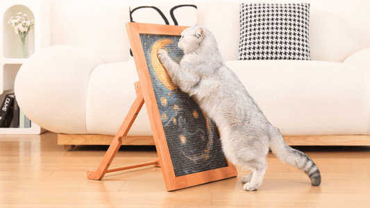 The Scratch Test: Why Cats Ignore Their Scratchers and How to Fix It