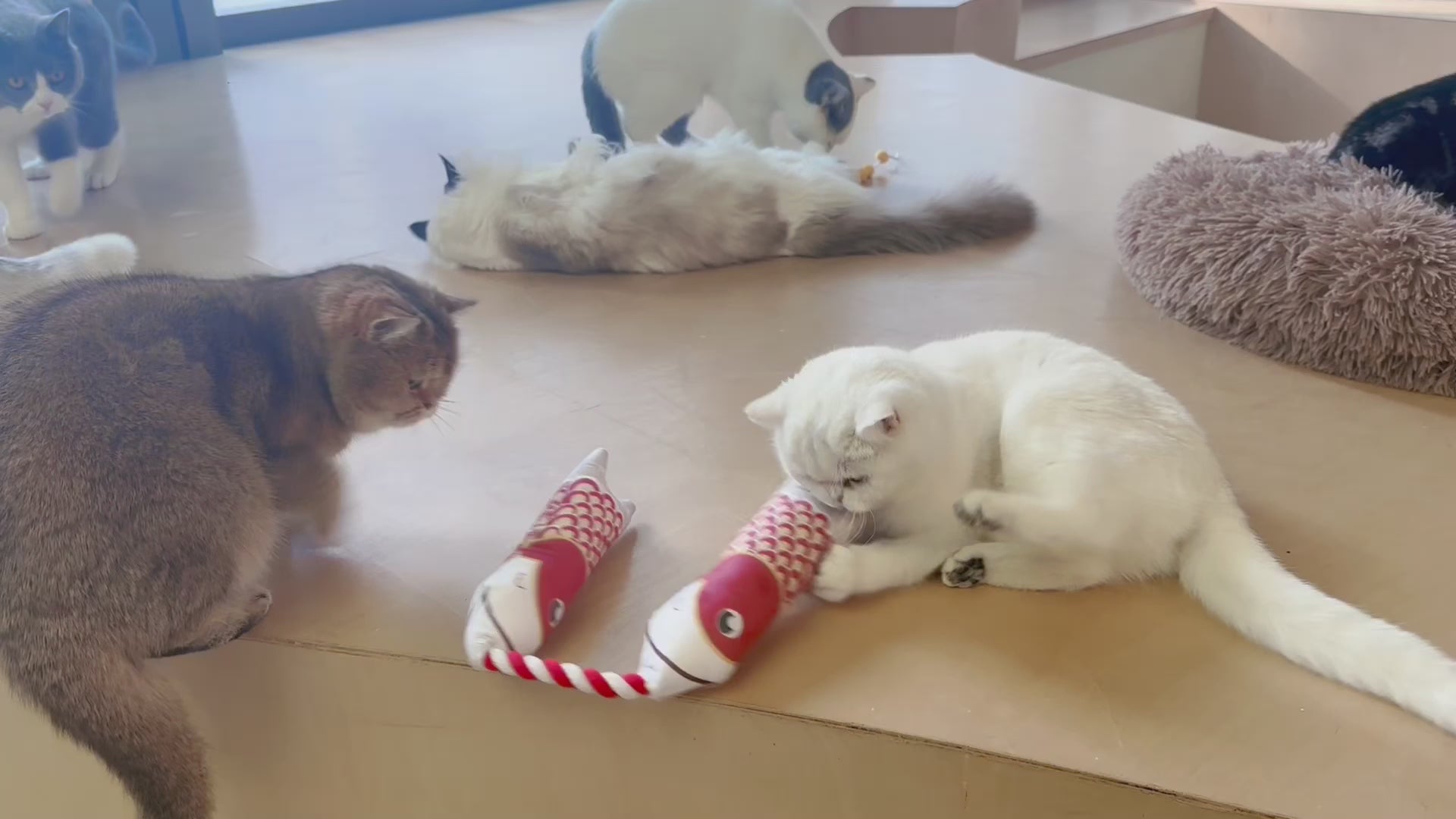 Interactive Japanese-style Catnip Fish Toy
